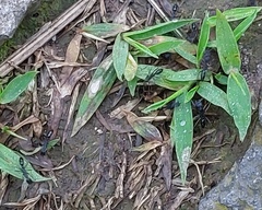 Leptogenys diminuta