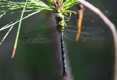 Anax mandrakae
