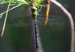 Anax mandrakae