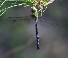 Anax mandrakae