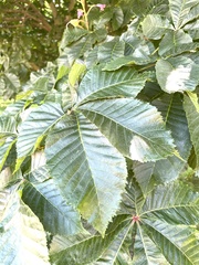 Aesculus