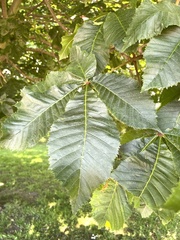 Aesculus