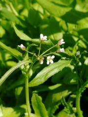 Capsella bursa-pastoris