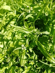 Capsella bursa-pastoris