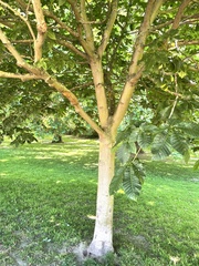 Aesculus