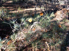 Banksia sphaerocarpa