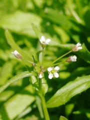 Capsella bursa-pastoris