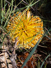Banksia sphaerocarpa