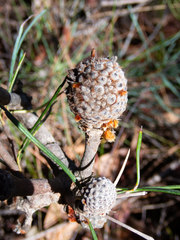 Banksia sphaerocarpa