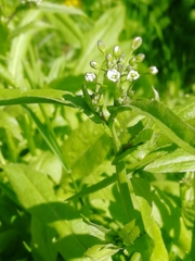 Capsella bursa-pastoris