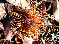 Banksia sphaerocarpa