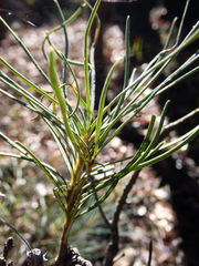Banksia sphaerocarpa