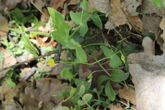 Lathyrus aphaca