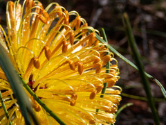 Banksia sphaerocarpa