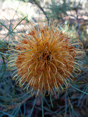 Banksia sphaerocarpa