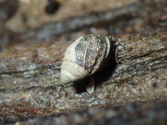 Ophicardelus