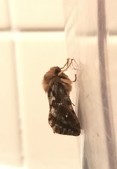 Korscheltellus fusconebulosa