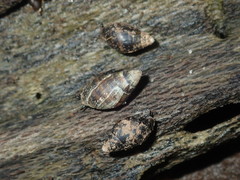 Ophicardelus
