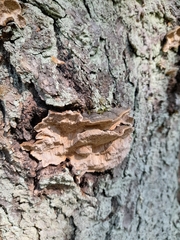 Phellinus chrysoloma