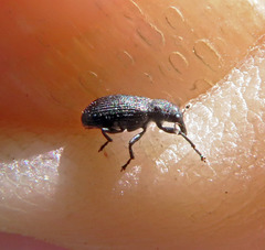 Magdalis ruficornis