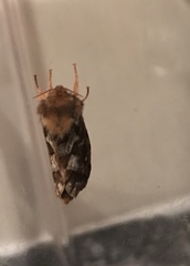 Korscheltellus fusconebulosa