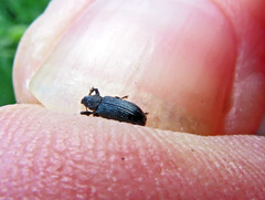 Magdalis ruficornis