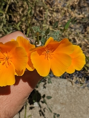 Eschscholzia californica