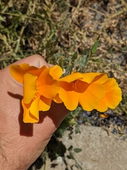 Eschscholzia californica