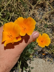 Eschscholzia californica