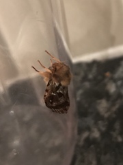 Korscheltellus fusconebulosa