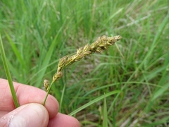 Carex sartwellii