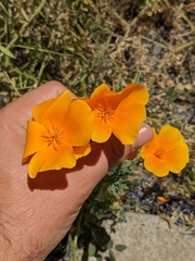 Eschscholzia californica