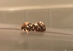 Korscheltellus fusconebulosa