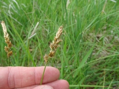 Carex sartwellii