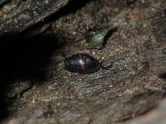 Ophicardelus