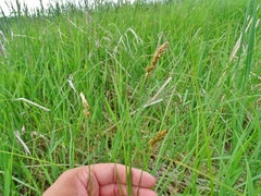 Carex sartwellii