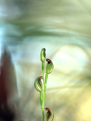 Pterostylis clivosa
