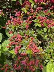 Rhododendron japonicum
