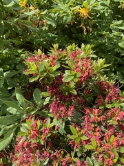 Rhododendron japonicum
