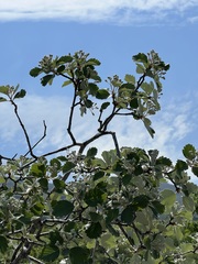 Aria umbellata