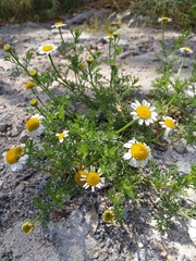 Matricaria chamomilla