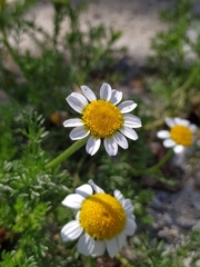 Matricaria chamomilla