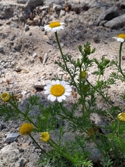 Matricaria chamomilla