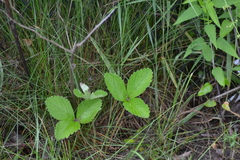 Fragaria × ananassa