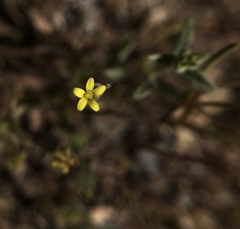 Rigiopappus leptocladus