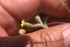 Rigiopappus leptocladus