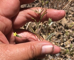 Rigiopappus leptocladus