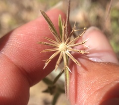 Rigiopappus leptocladus