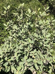 Frangula californica tomentella