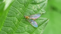 Chrysopilus asiliformis